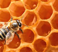 Honey-Bees-