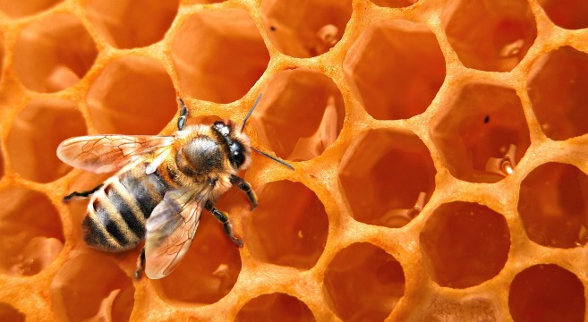 Honey-Bees-
